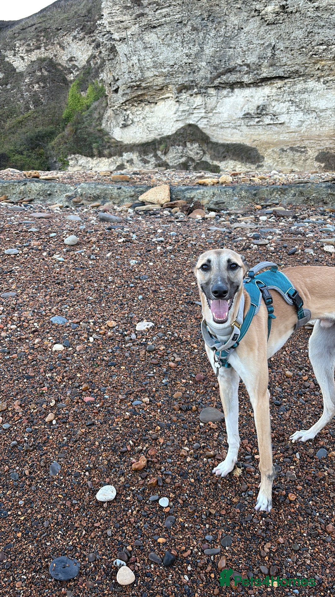 Greyhound dogs for sale: Greyhound boy - 11 months  - Image 5