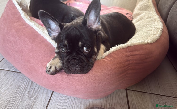 French Bulldog dogs in Leeds - Advert 10