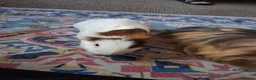 Mixed Breed rabbits for sale: Ginue pigs and rabbits in Scunthorpe - Advert 10