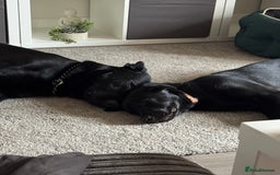 Mixed Breed dogs for sale: Madjeska Shepard for sale  - Advert 9