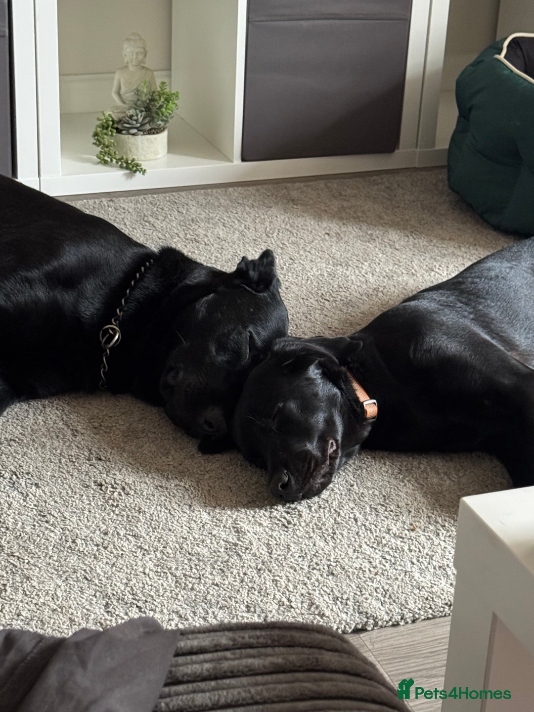 Mixed Breed dogs for sale: Madjeska Shepard for sale  - Advert 9