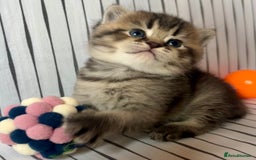 Scottish Fold cats for sale: 🌟🌟🌟🌟🌟Pedigree Scottish Fold Kittens - Image 4