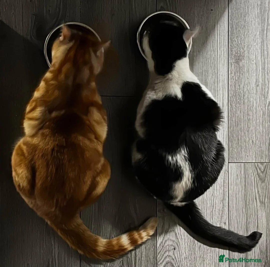 Mixed Breed cats for sale: Male cats sadly rehoming due to allergies  in Bradford - Advert 7