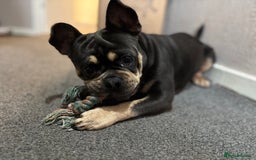 Frug dogs for sale: REHOMING frenchie x pug 1yo  - Image 2