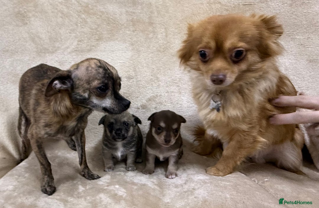 Chihuahua dogs for sale: 2 Female chihuahua puppies  - Advert 16