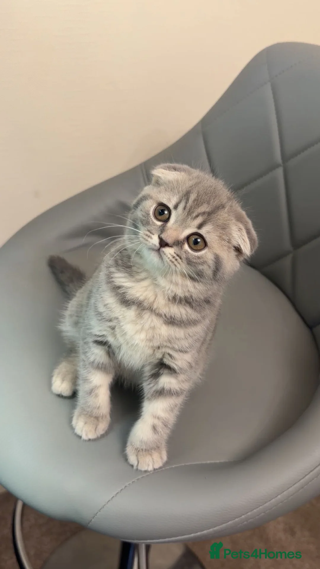 British Shorthair cats for sale: BritishShorthairColourpointMale&ScottishFoldFemale - Advert 2