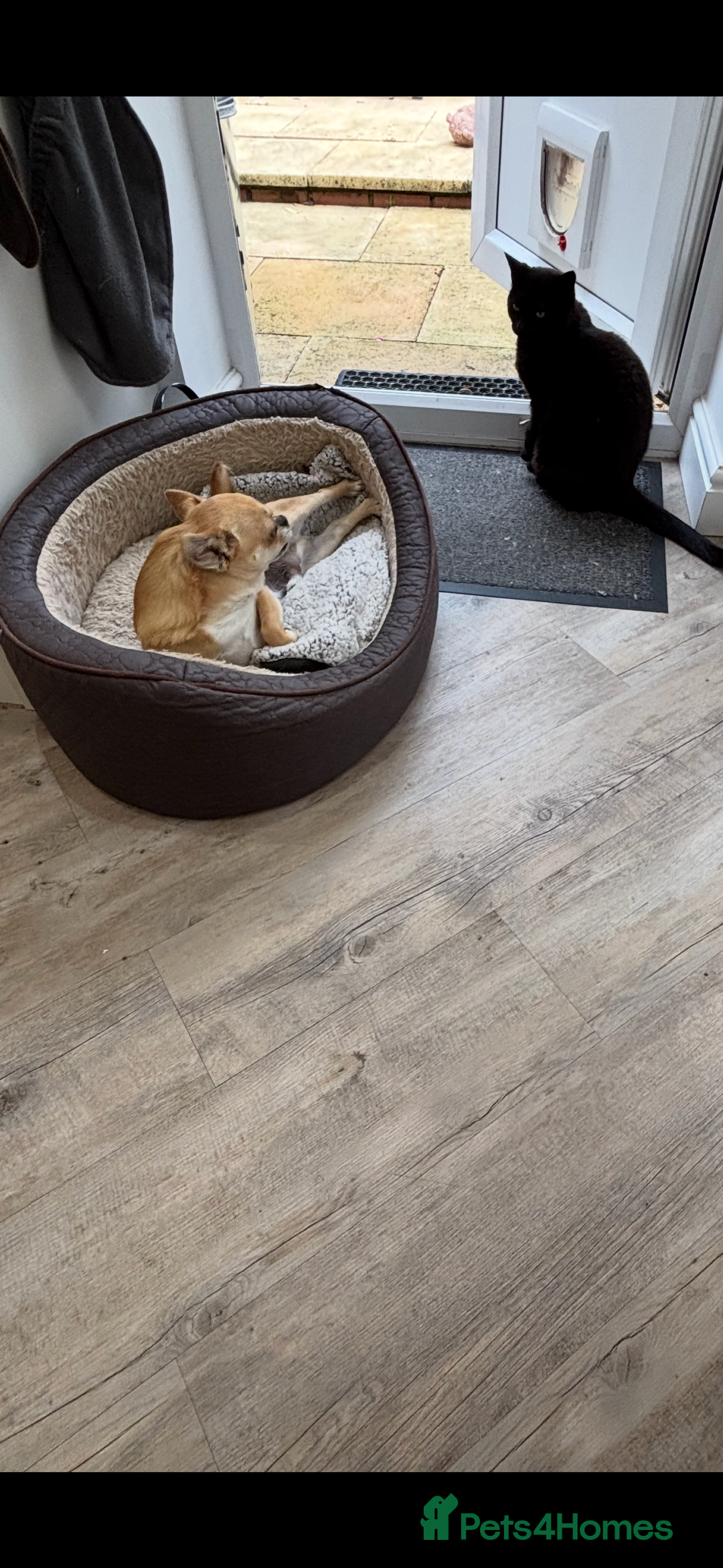 Chihuahua dogs for sale: Chihuahua  - Image 8