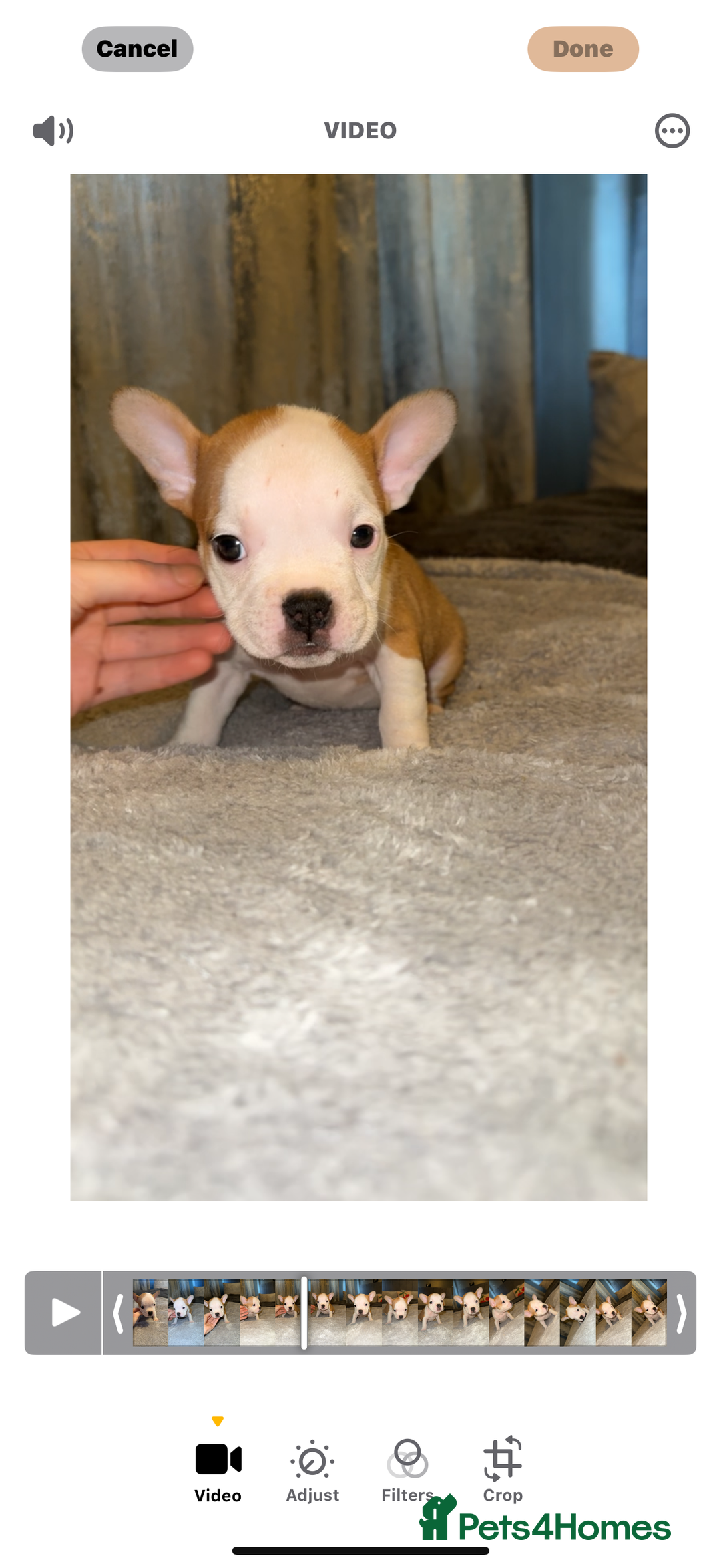 Mixed Breed dogs for sale: Frenchie x pocket bully puppy  - Image 7