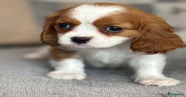 King Charles Spaniel dogs - Advert 1