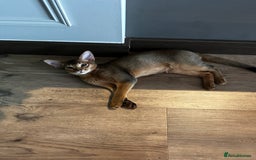 Abyssinian cats for sale: Perfect Boy Ready to Go 😻💙 - Image 11