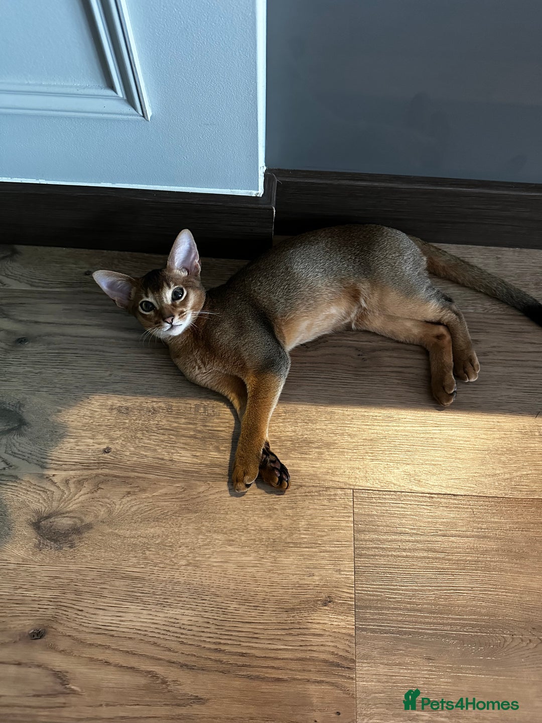 Abyssinian cats for sale: Perfect Boy Ready to Go 😻💙 - Image 11