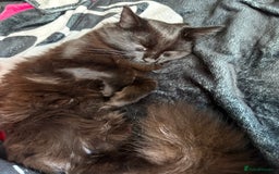 Mixed Breed cats for sale: pls read description!! - Image 2