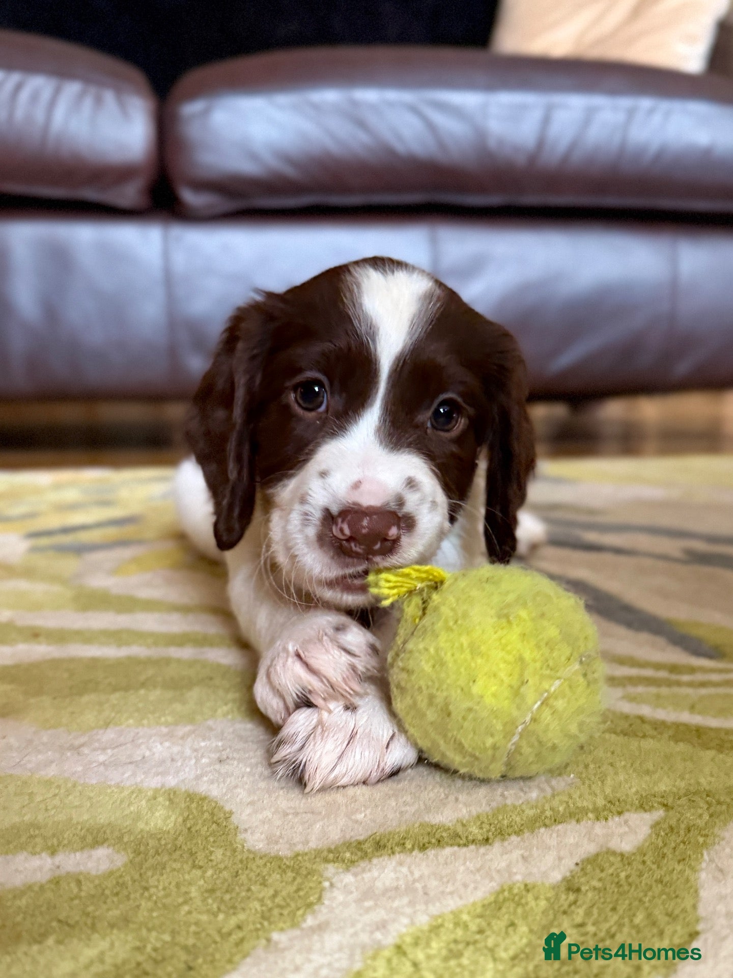 Sprocker dogs Sprocker Puppies - 4th generation.  - Advert 2