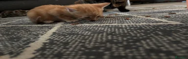Kitten 2