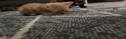 Mixed Breed cats for sale: 6 mixed kittens  - Advert 6