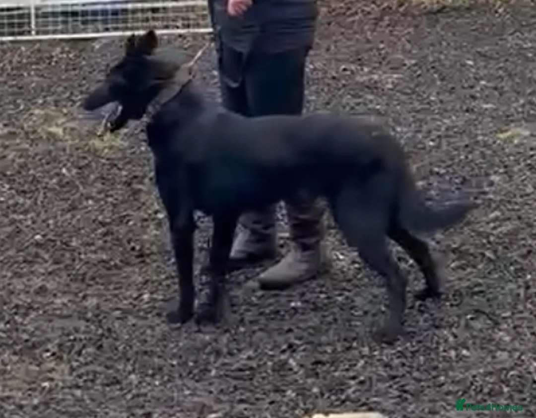 Belgian Shepherd Dog dogs for stud: The one and only LampaK9 JOKER BRN 53626  in Doncaster - Advert 3