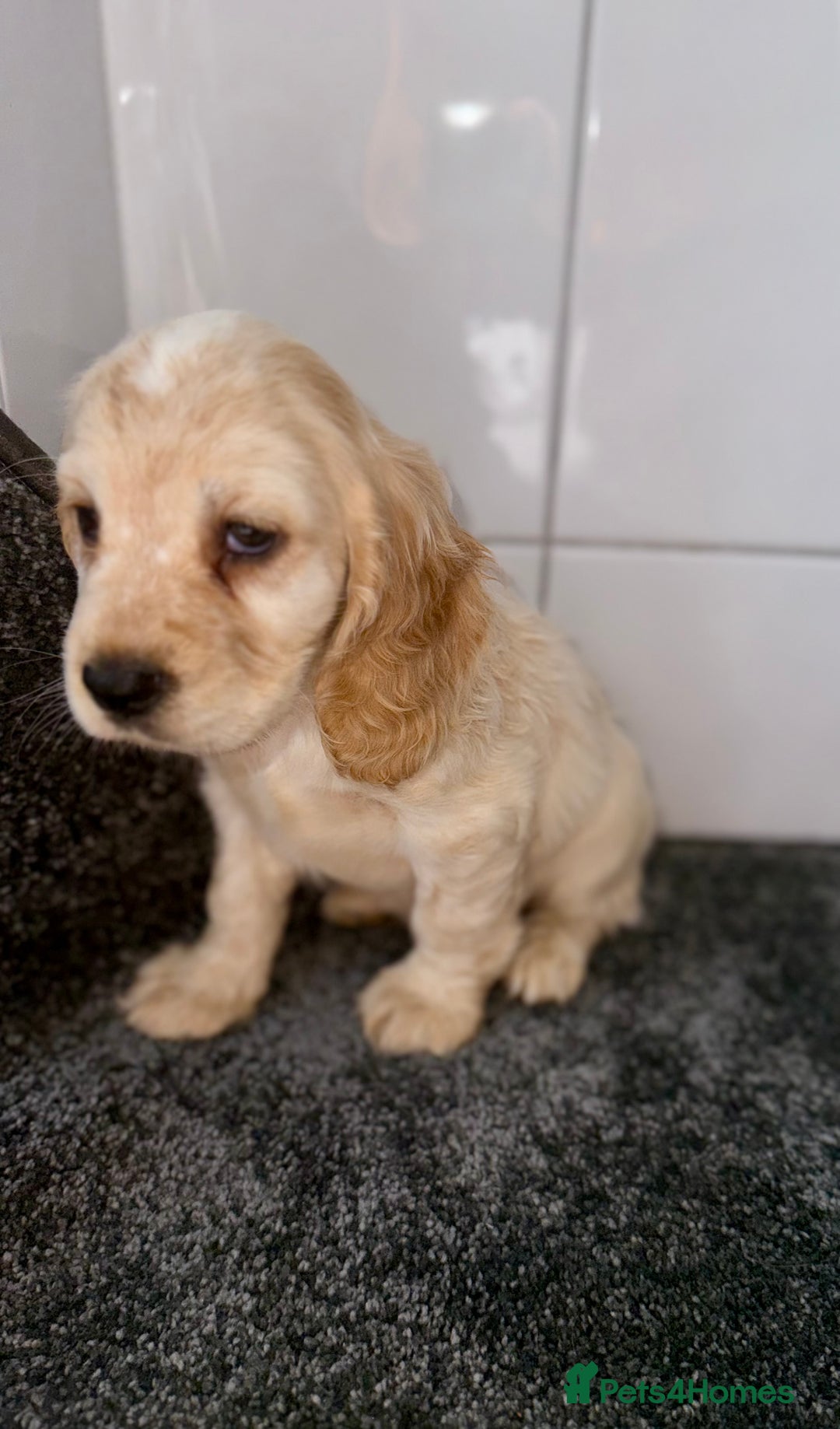 Cocker Spaniel dogs for sale: 6 stunning show type cocker spaniels  - Image 23