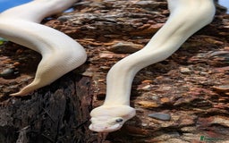 Python Snake reptiles for sale: Blue-Eyed lucistic royal python - Image 3