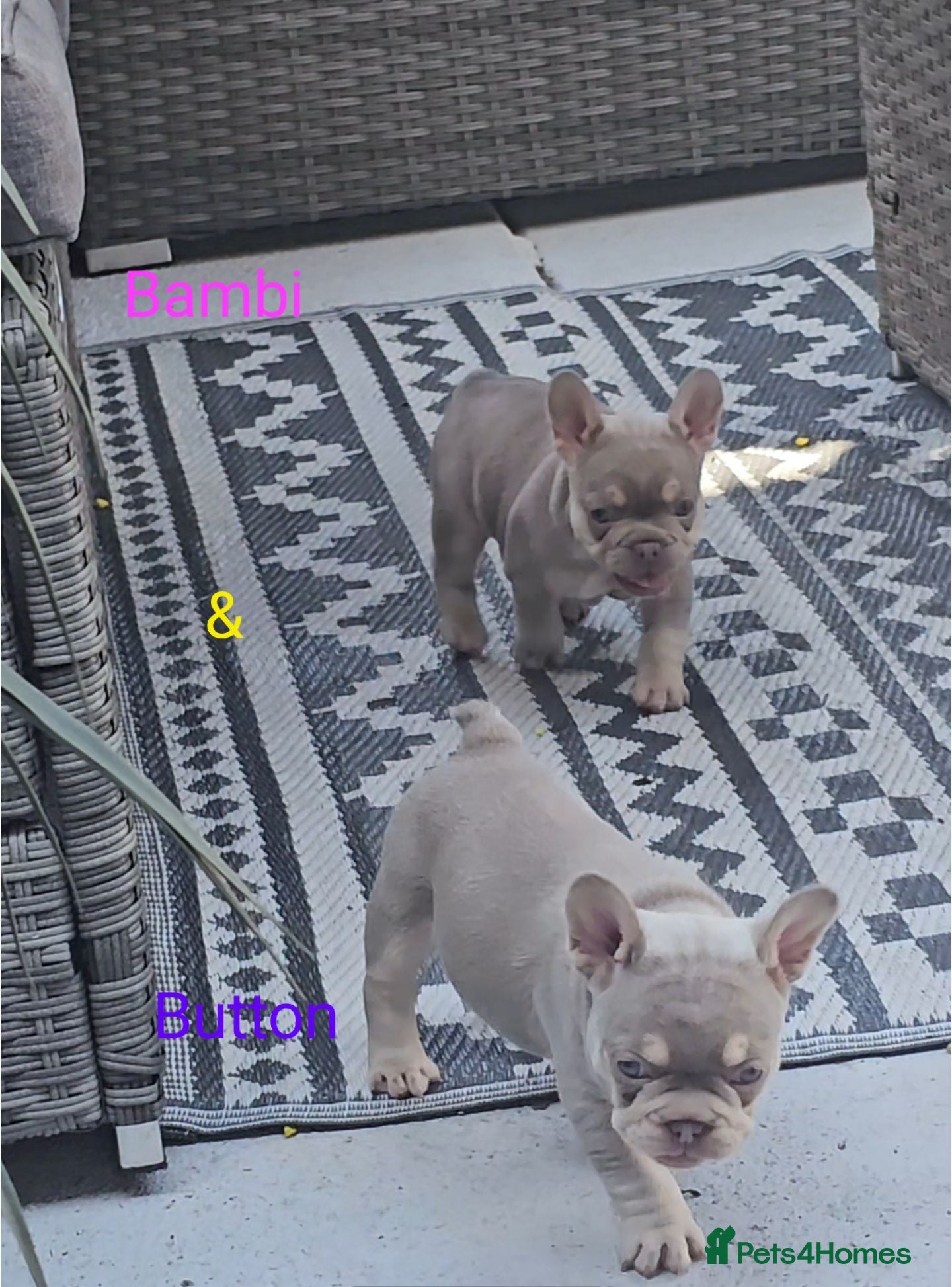 French Bulldog dogs Isabella & tan intensity girls /liliac fawn boy 🐾 - Advert 18