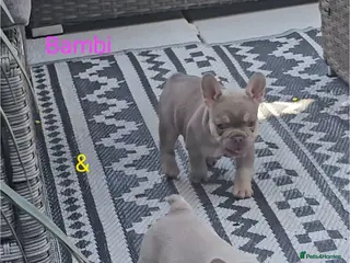 French Bulldog dogs Isabella & tan intensity girls /liliac fawn boy 🐾 - Advert 18