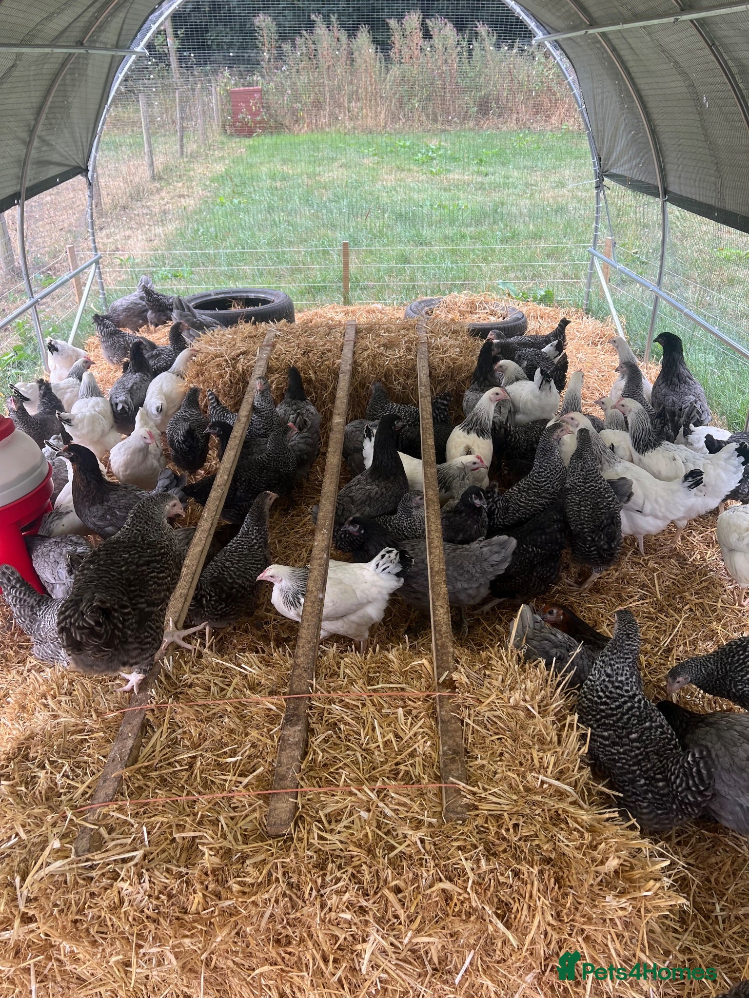 Chickens poultry Point of lay hybrid hens  - Advert 2