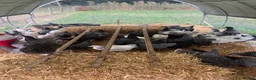 Chickens poultry for sale: Point of lay hybrid hens  - Advert 2