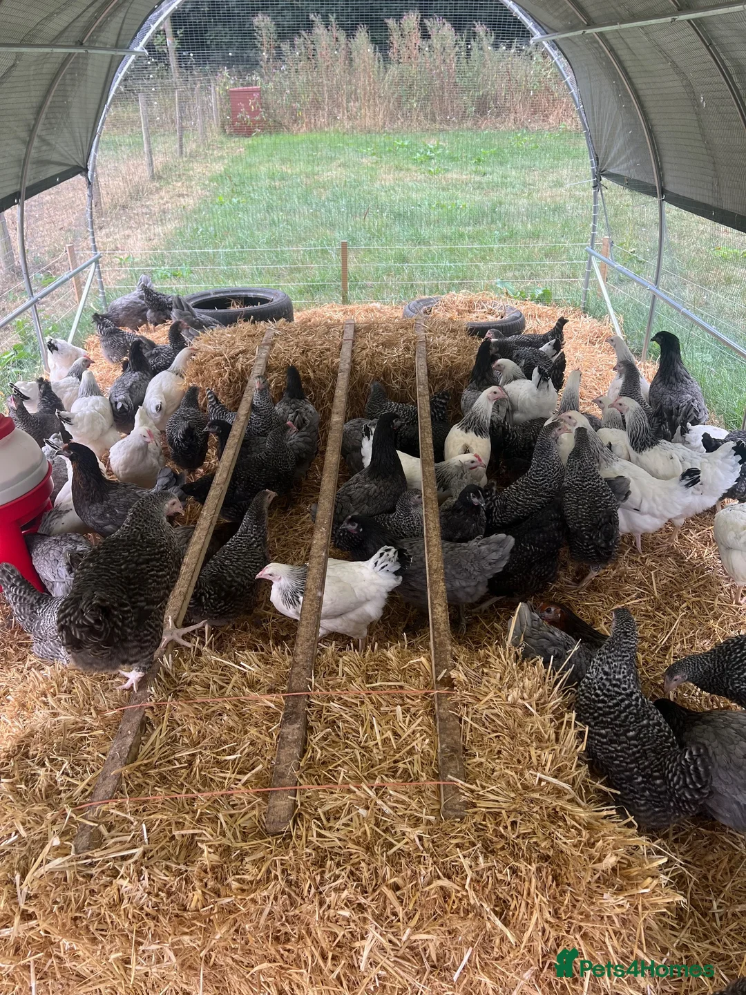 Chickens poultry for sale: Point of lay hybrid hens  - Advert 2