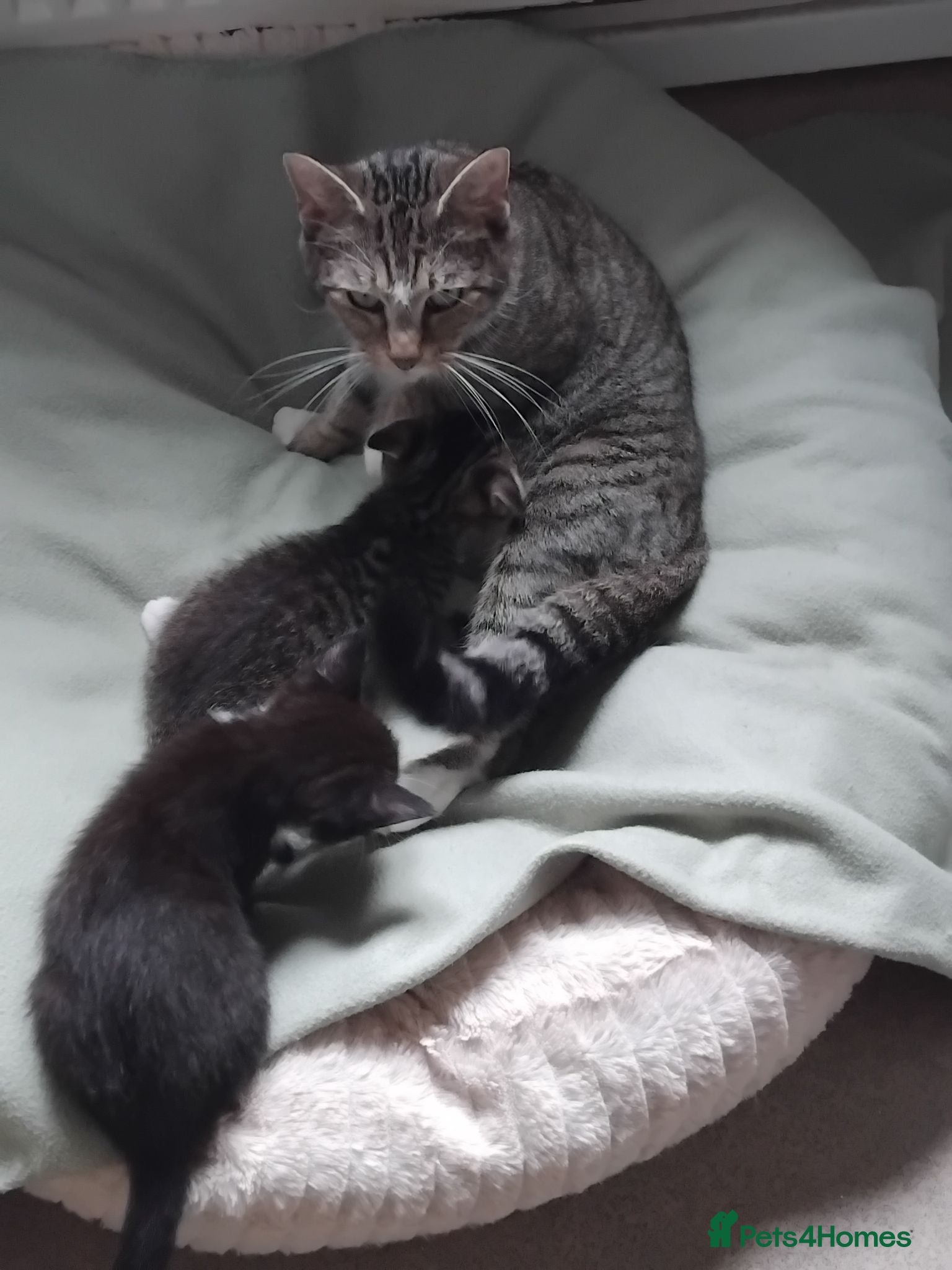 Mixed Breed cats Lovely Bengal x kittens for sale. - Advert 1