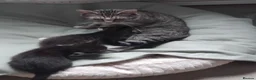 Mixed Breed cats for sale: Lovely Bengal x kittens for sale. - Advert 1