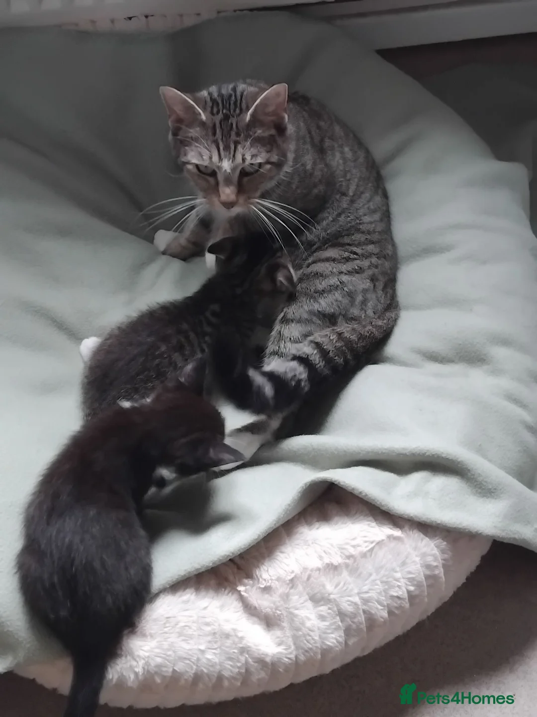 Mixed Breed cats for sale: Lovely Bengal x kittens for sale. - Advert 1