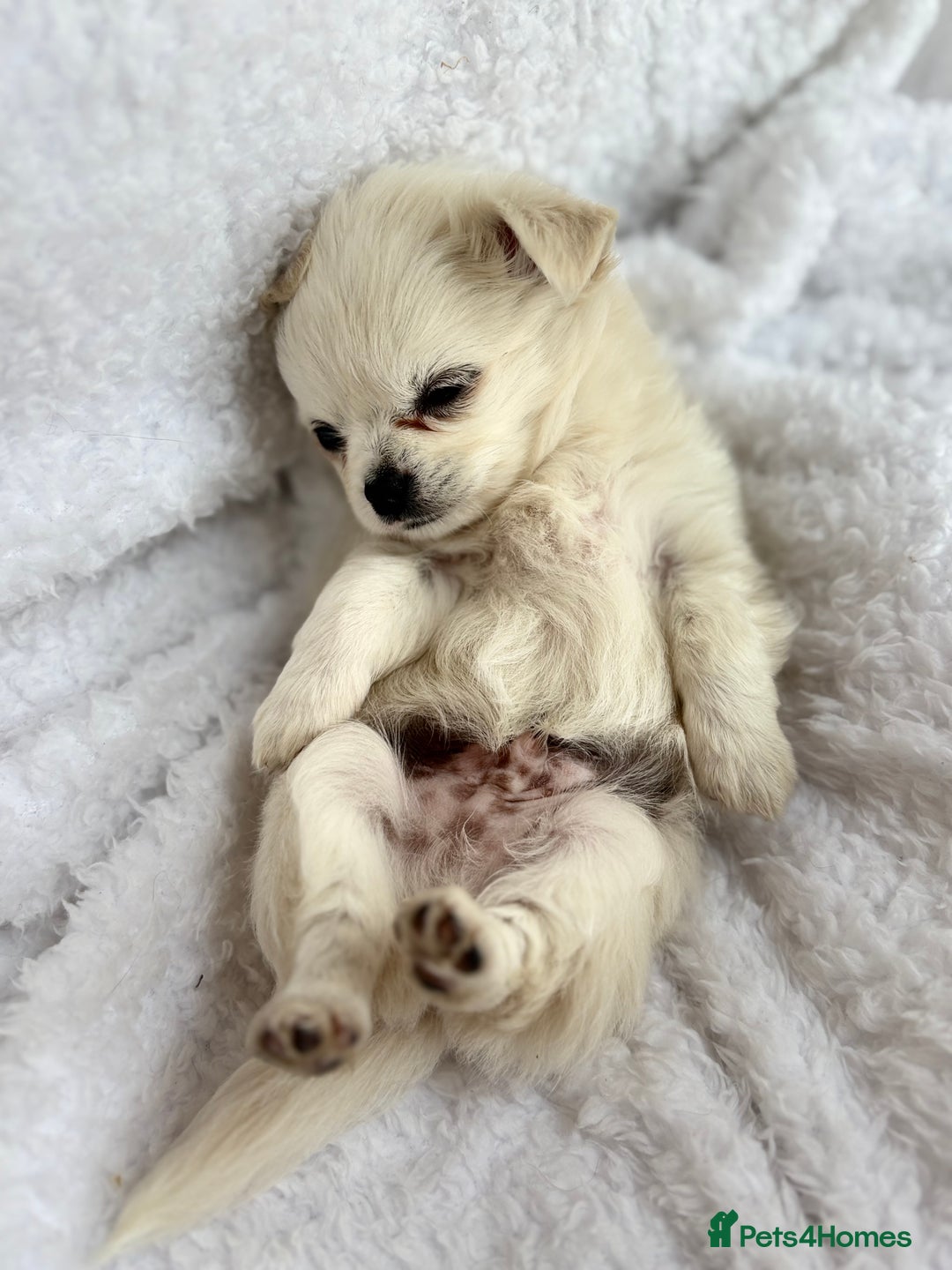 Chihuahua dogs for sale: Champion Line Chihuahua miniature puppies  - Image 15
