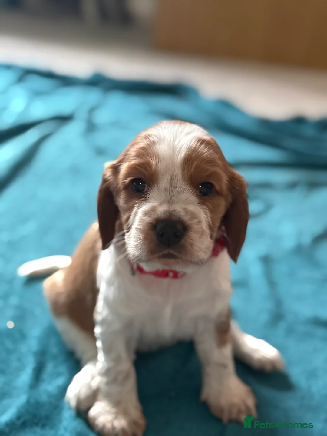 Cockalier dogs for sale: Stunning Cockalier Female Puppy Ready May 1st - Advert 2