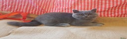 British Shorthair cats for sale: BSH blue Pedigree kittens - Advert 16