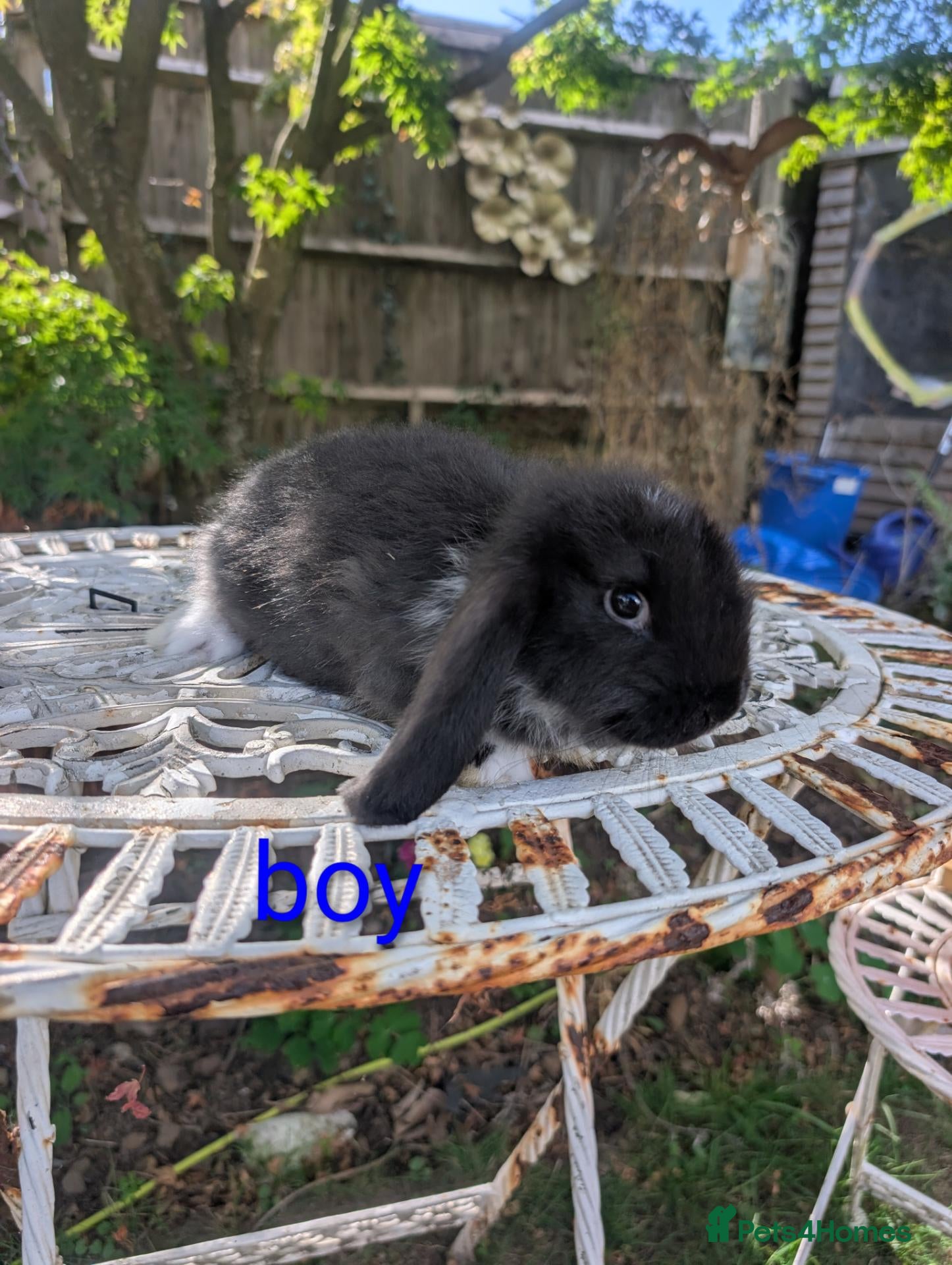 French Lop rabbits Pure bred french lops - Advert 2