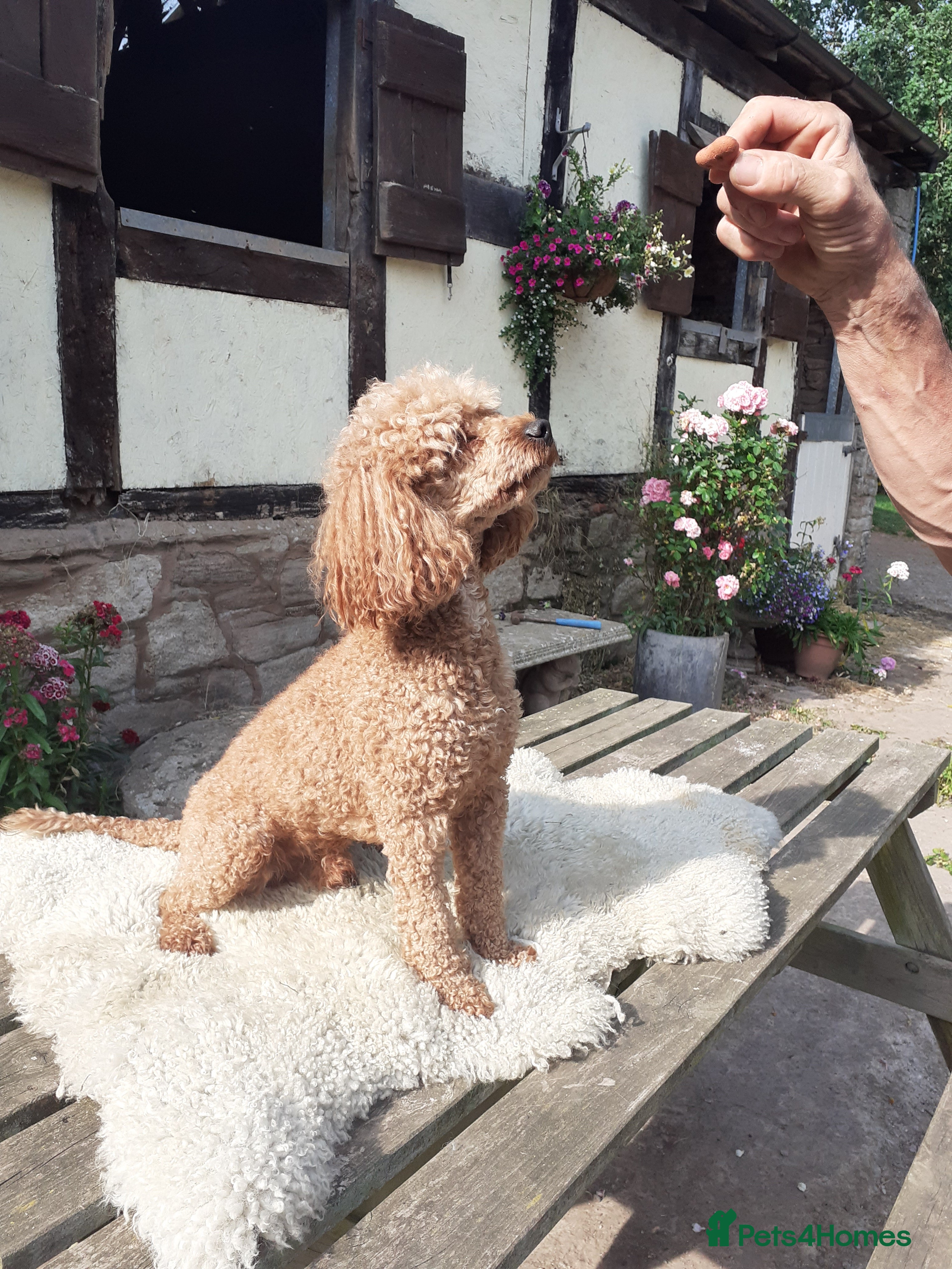 Miniature Poodle dogs Miniature Poodle at Stud - Advert 18