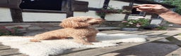 Miniature Poodle dogs for stud: Miniature Poodle at Stud - Advert 1