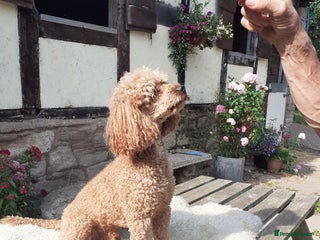 Miniature Poodle dogs Miniature Poodle at Stud - Advert 6