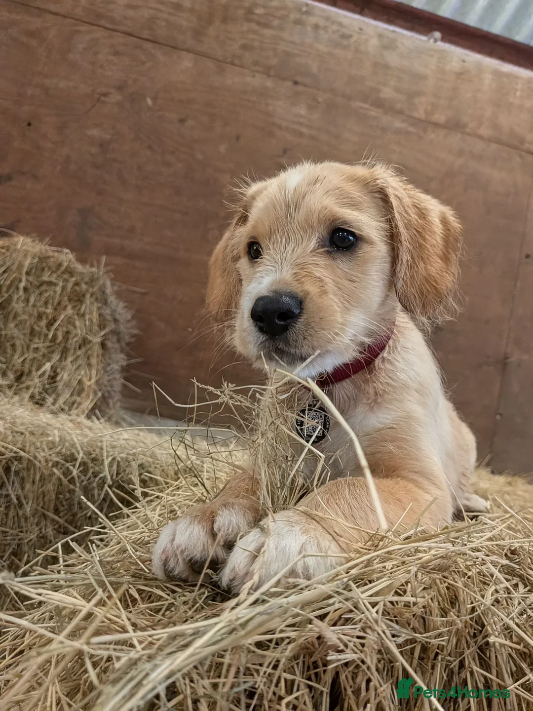 Mixed Breed dogs for sale: Cockalier - 14 weeks  in Worcester - Advert 2