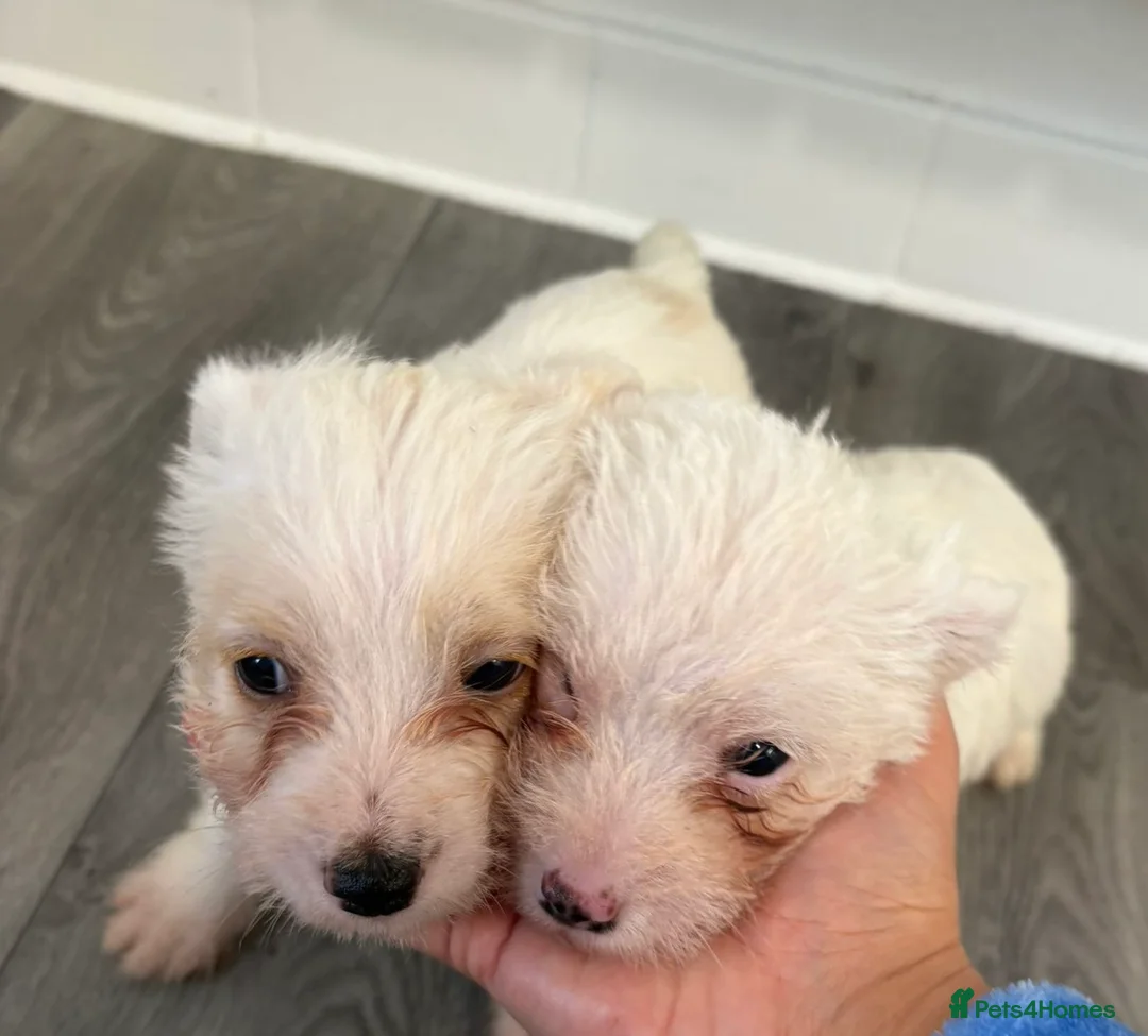 Mixed Breed dogs for sale: JackRussel x Maltese  - Advert 7