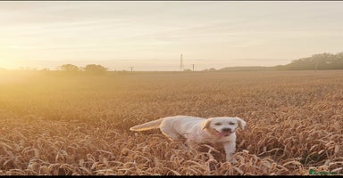 Golden Retriever dogs - Advert 3