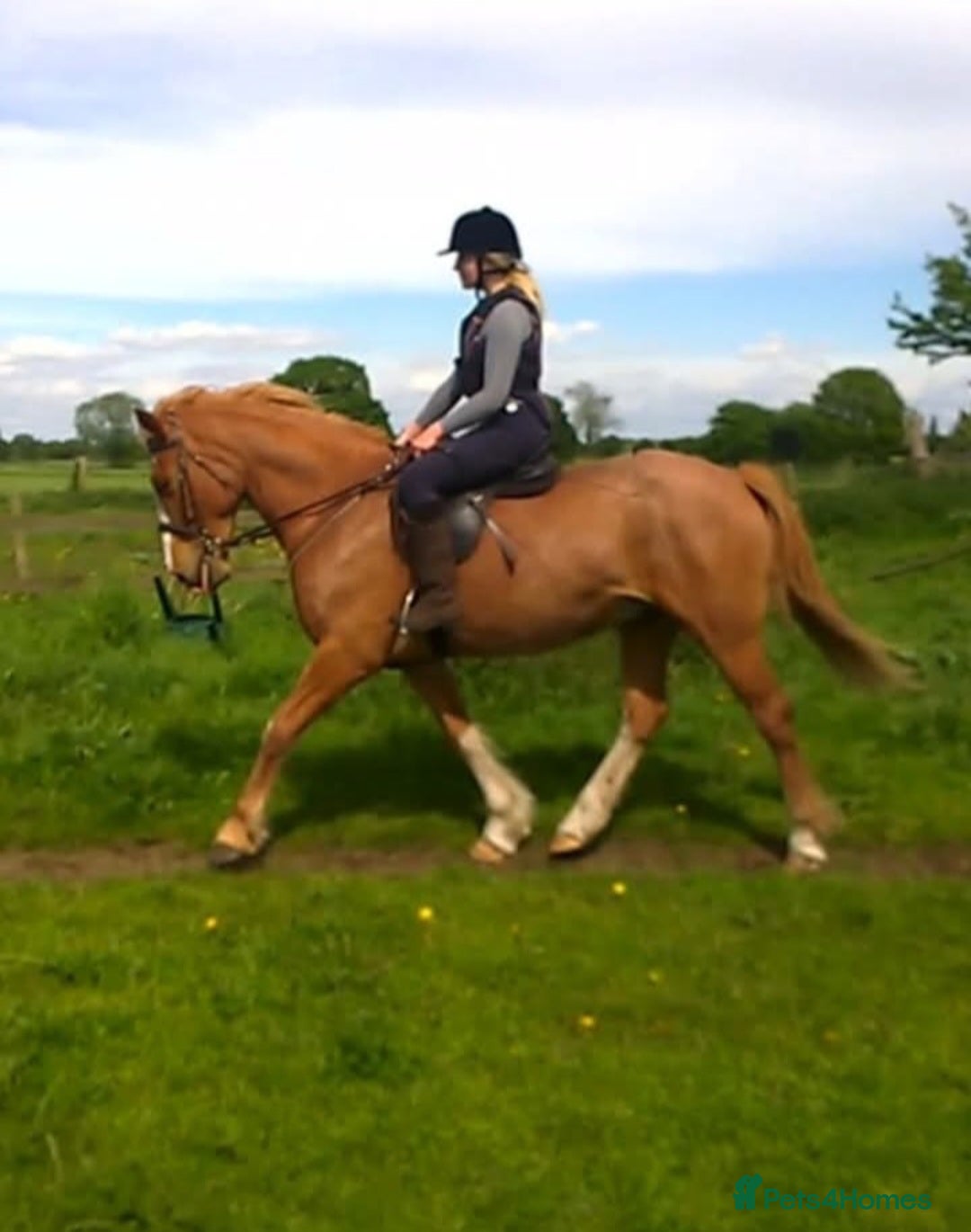 British Warmblood horses Warmblood X - Advert 3