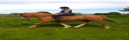 British Warmblood horses for sale: Warmblood X - Advert 1