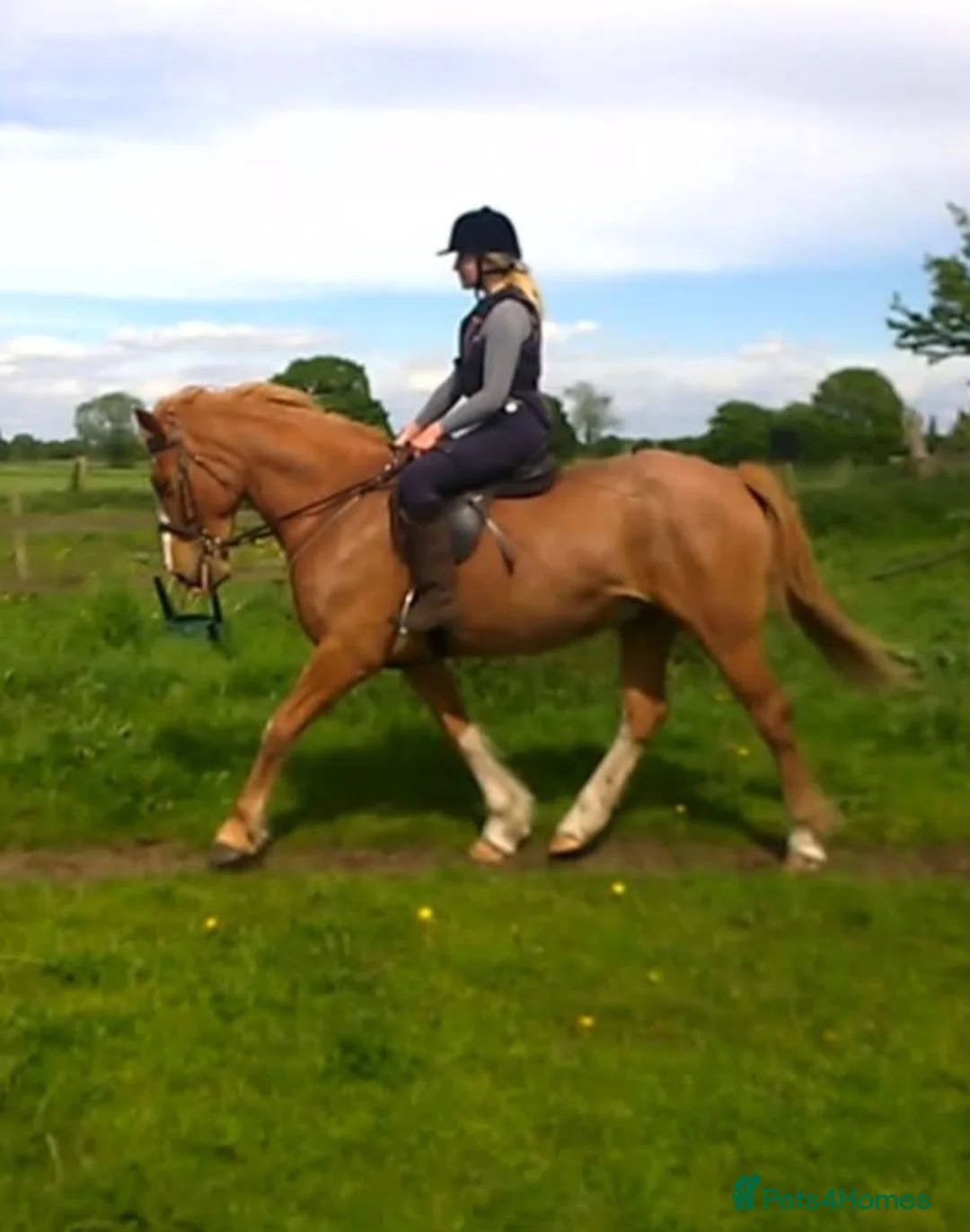 British Warmblood horses for sale: Warmblood X - Advert 1