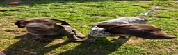 German Shorthaired Pointer dogs for sale: Last two remaining... in York - Advert 22