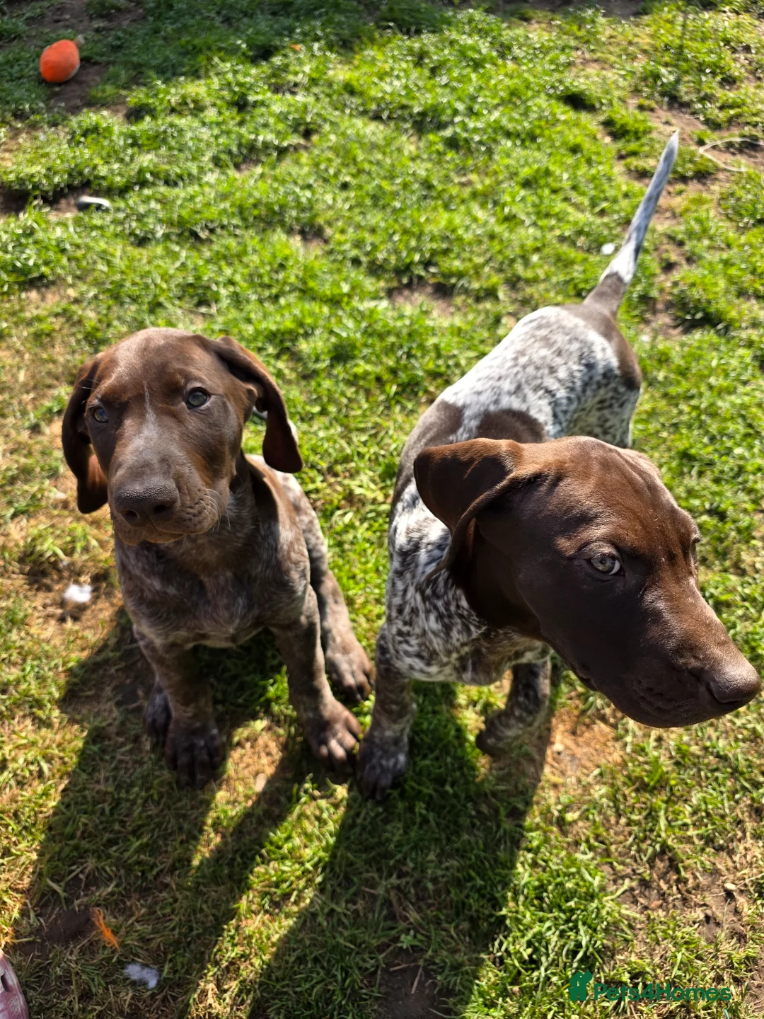German Shorthaired Pointer dogs for sale: Last two remaining... in York - Advert 22