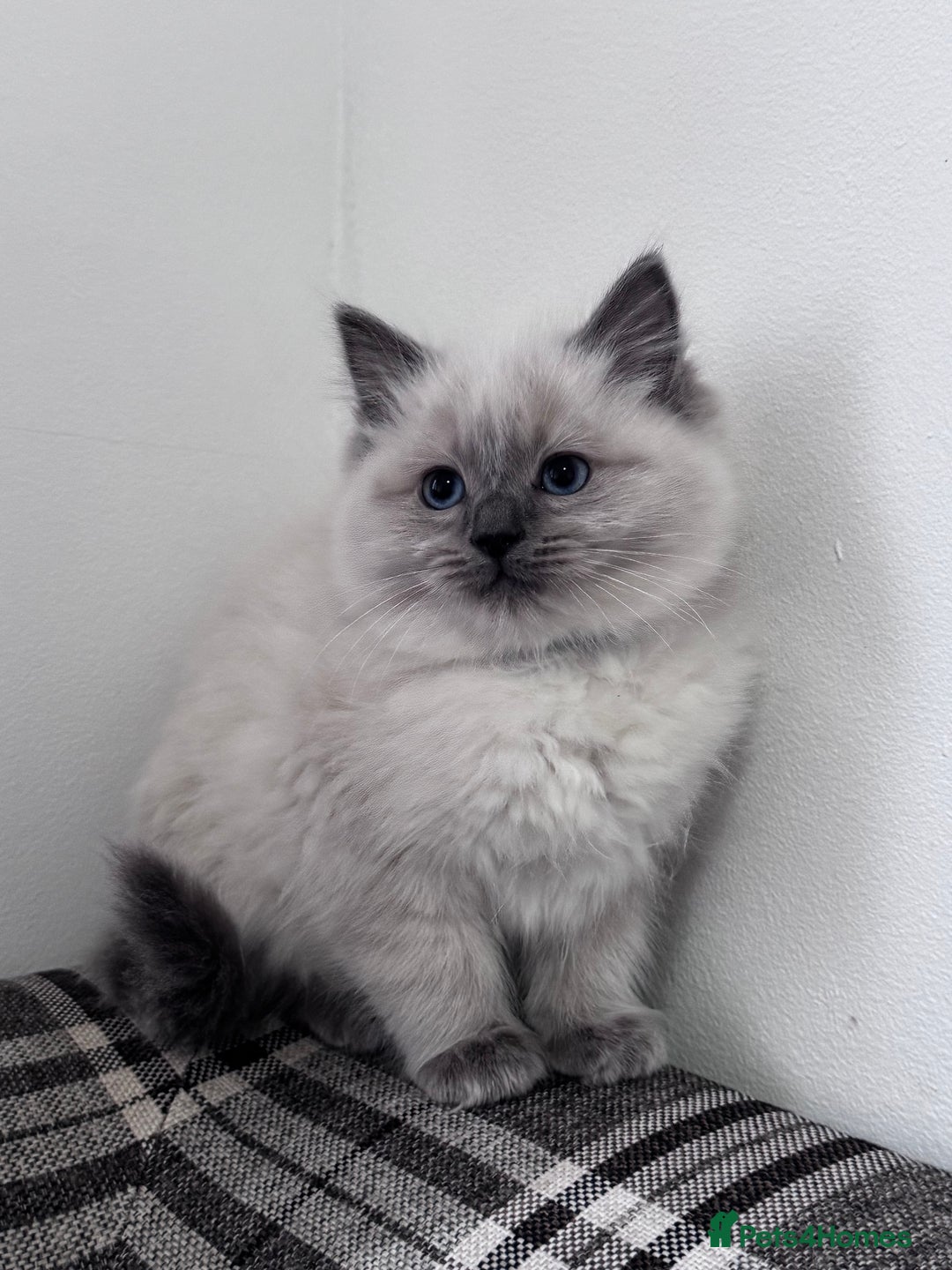 Ragdoll cats for sale: Cuddly tame Pure Pedigree Ragdoll kittens Cat Blue - Advert 6