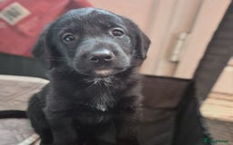 Borador dogs for sale: Border collie cross labrador puppies - Image 5