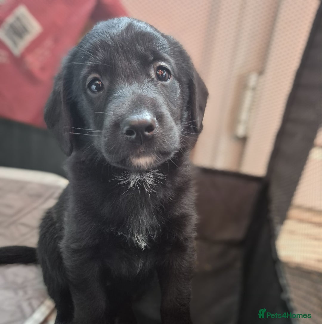 Borador dogs for sale: Border collie cross labrador puppies - Image 5