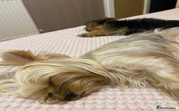 Yorkshire Terrier dogs for sale: Yorkshire terrier mini 1 female 3 male puppies  - Image 2