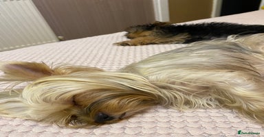 Yorkshire Terrier dogs - Advert 4